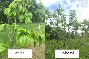 Michigan chestnut crop report for the week of May 24, 2021