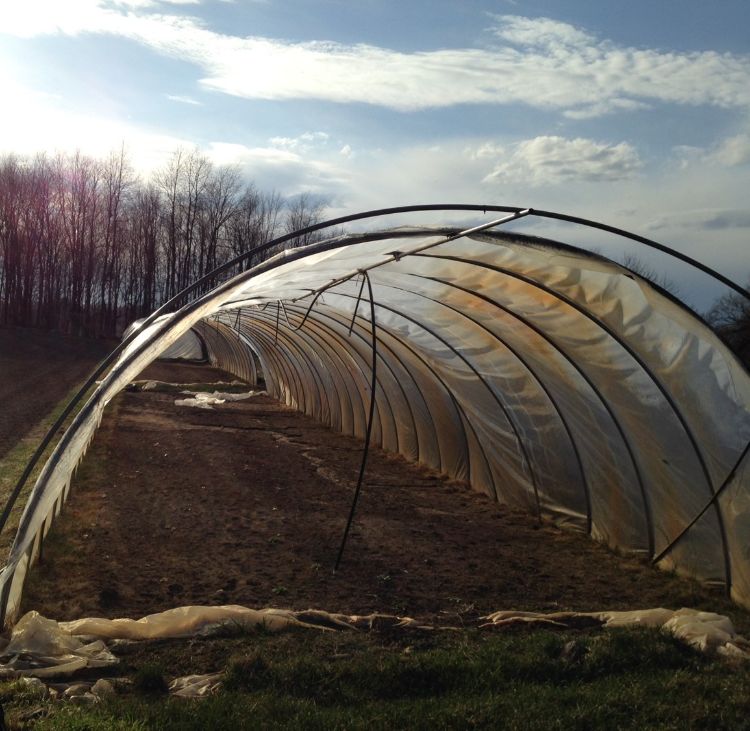 Hoophouses, also known as high tunnels, allow certain crops to thrive late into the season and be harvested through the winter. | photo by Mariel Borgman | Michigan State University Extension