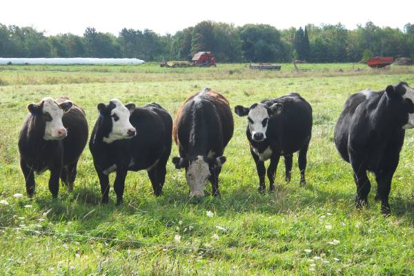 Planting Cover Crops To Improve Clay Soil Quality Used For Pasturing  Livestock - Msu Extension