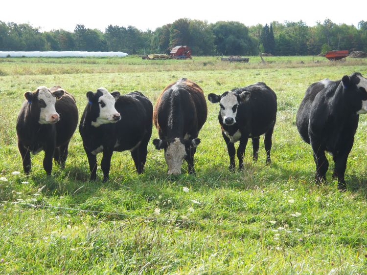 Cattle on clay soil pasture in Ontonagon County. Photo credit: Jim Isleib, MSU Extension