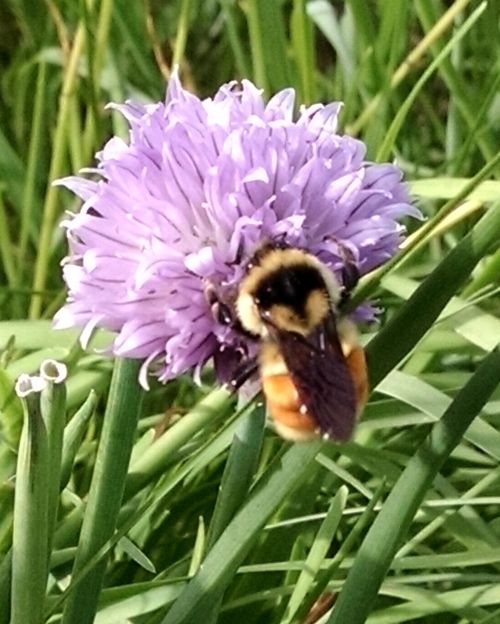 Chives, Allium schoenoprasum, is a member of the Alliaceae onion family, and a good plant for pollinators. Photo by Rebecca Krans, MSU Extension.