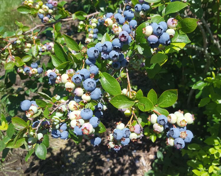 These Bluetta Blueberries ripened quickly in the heat and blueberry harvest is well underway.