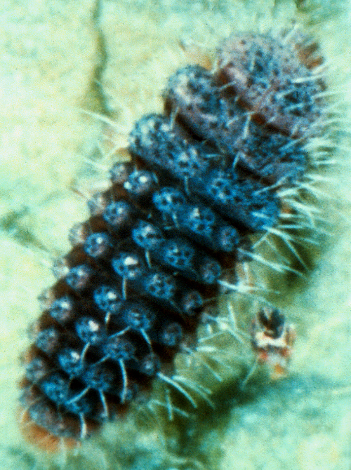  Larvae are gray to blackish with many long-branched hairs and black patches. 