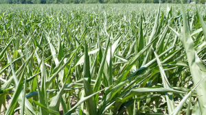 Southwest Michigan field crops update – June 30, 2022