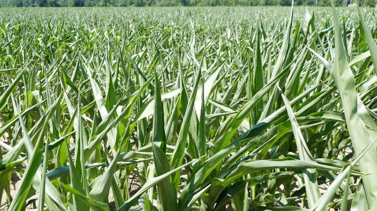 Corn field.