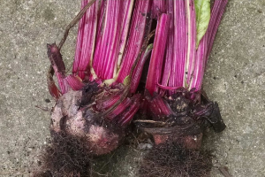 Symptoms of Rhizomania, a new disease for Michigan red beets