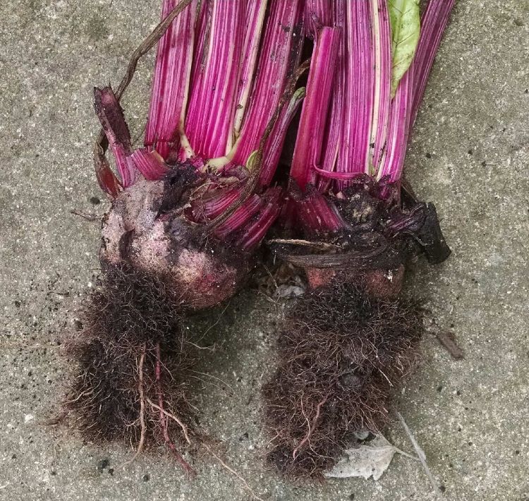 Red beets infected with Rhizomania