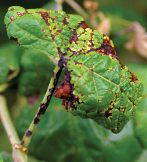  Leaves develop dark brown spots. 