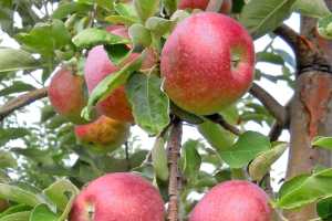 Considerations For Growing Backyard Tree Fruit Msu Extension