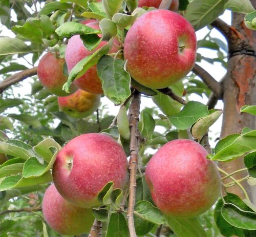 What is causing fruit to drop early on my apple tree? - Michigan