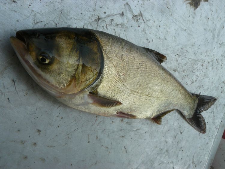 The Silver Carp is one of four Asian carp species that threaten Great Lakes waters.
