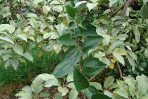 Silver Leaf Of Tree Fruits Msu Extension