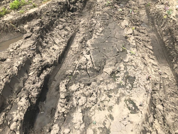 Field ruts and compacted soils