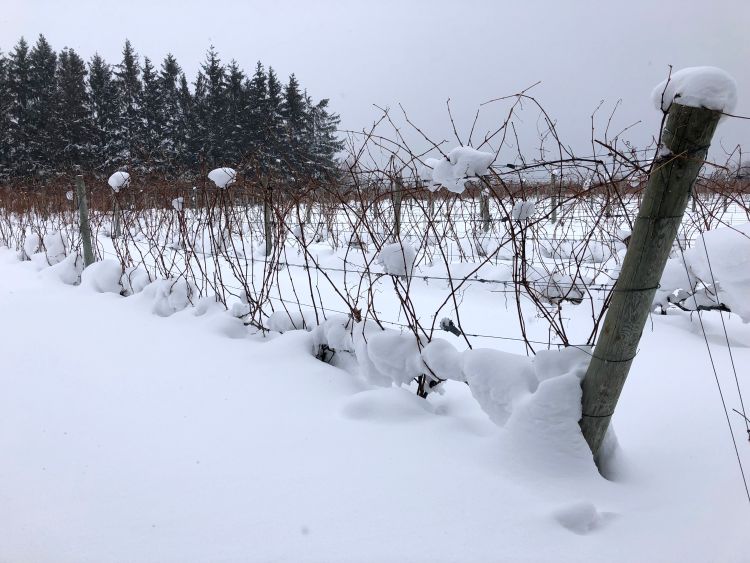 Thirty-six inches of snow insulate the trunks and cordons of grapevines grown on Leelanau Peninsula on Jan. 4, 2018. Photo by Thomas Todaro, MSU Extension. 
