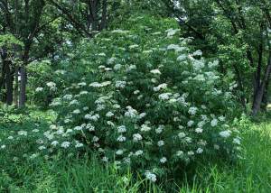 Drive-by botany: Elderberry and ox-eye daisy