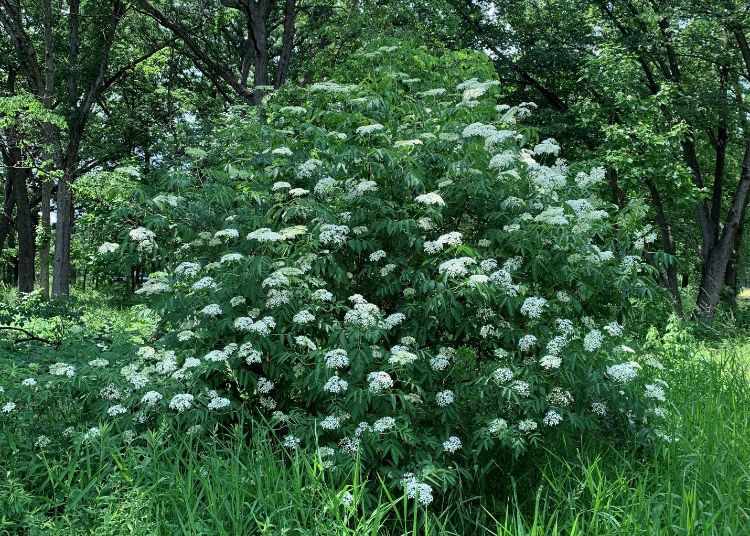 A large common elderberry on a forest edge.