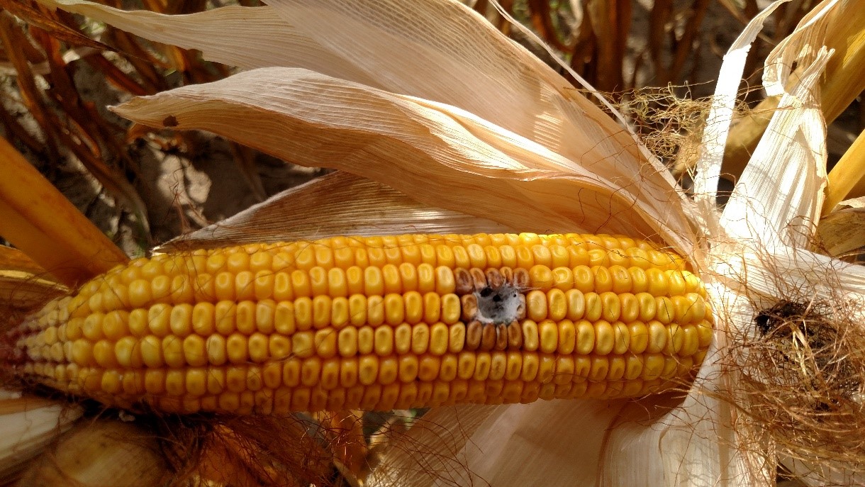 Grain mold starting along the margins of a western bean cutworm entry wound on the ear