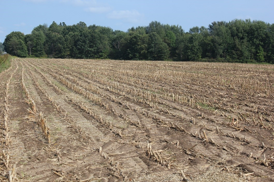 Drought and tar spot impacted field 