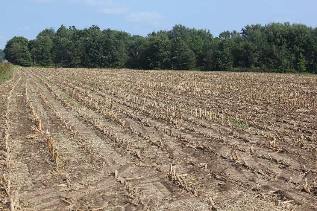 Drought and tar spot impacted field
