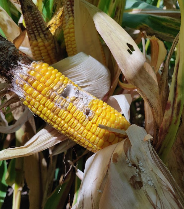 Corn ear and husk wounds showing western bean cutworm damage.