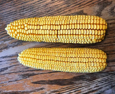 Tar spot impacts on corn size