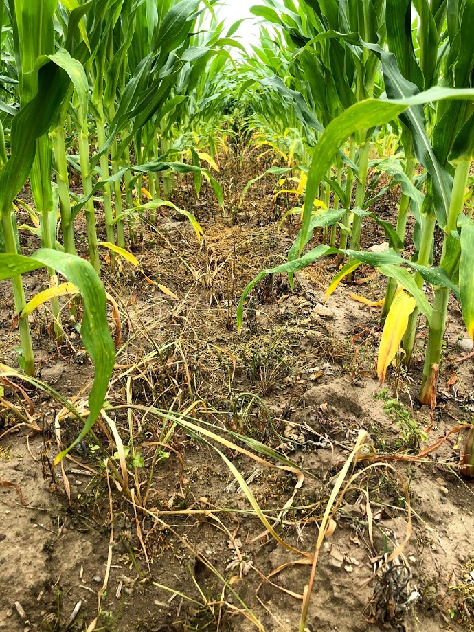 corn showing N deficiency
