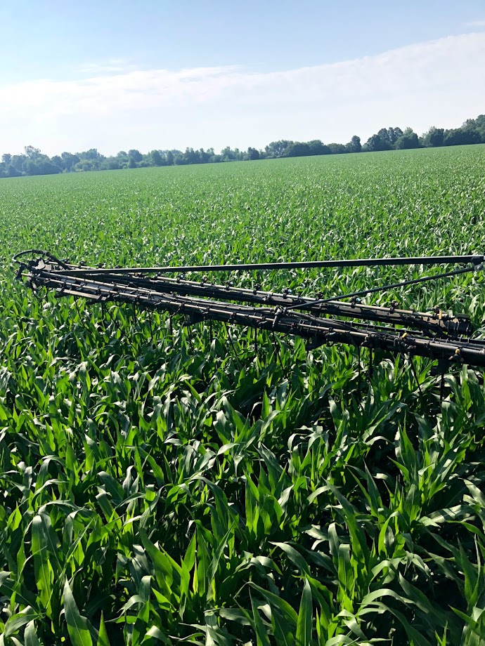 Corn field