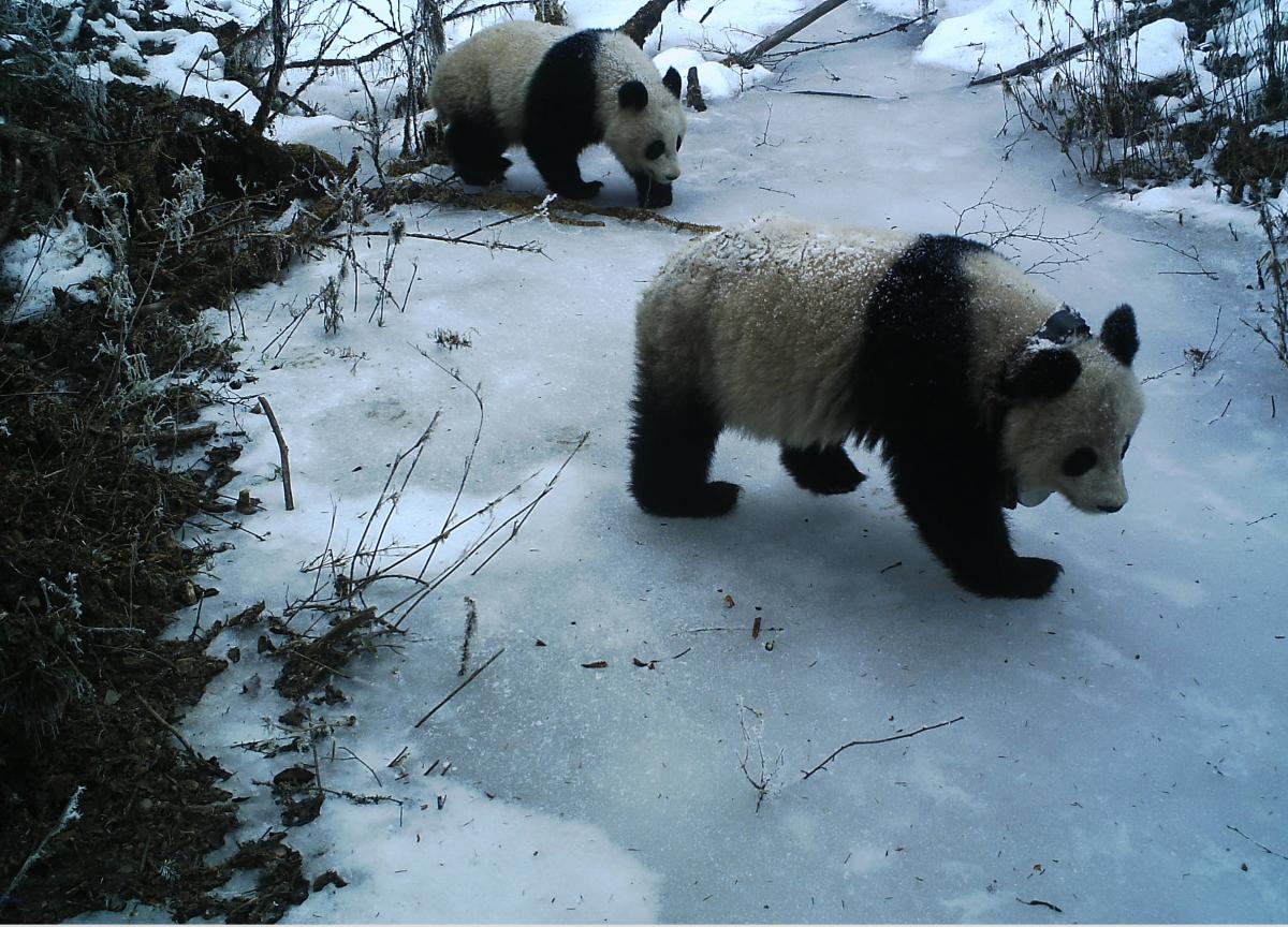 Female Mei Mei (right) with her cub