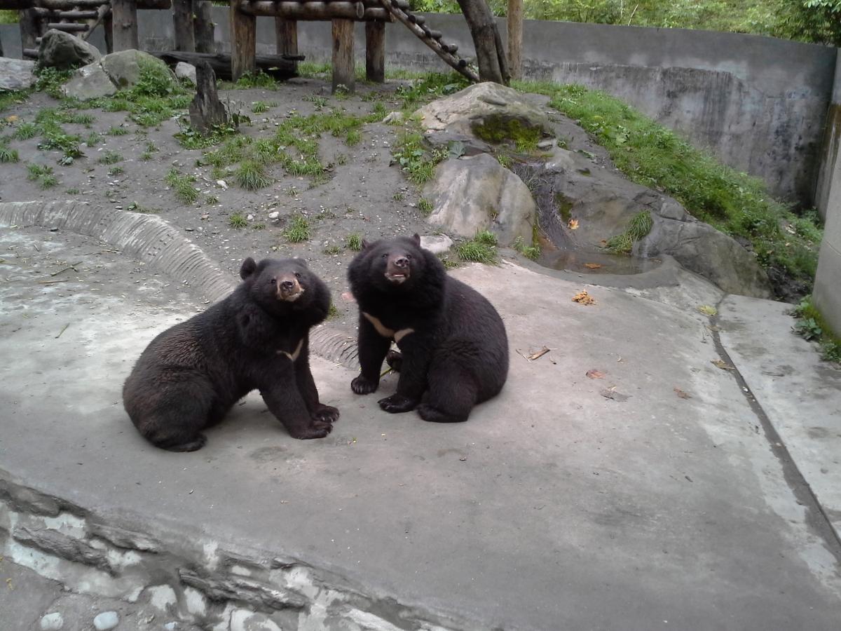 Asiatic bears