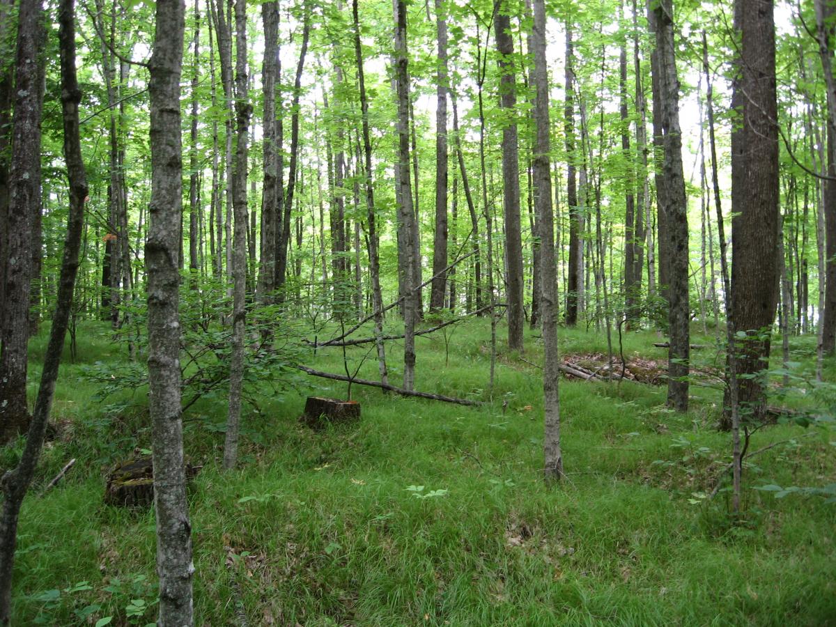 Forest areas where sedge is outpacing trees 