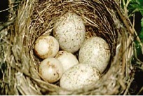 Cowbird eggs in a host nest