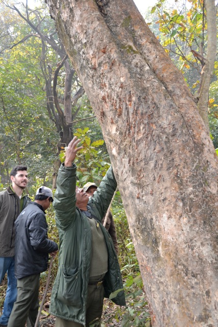 Neil Carter and colleagues in Chitwan National Park examine tiger marks clawed into a tree