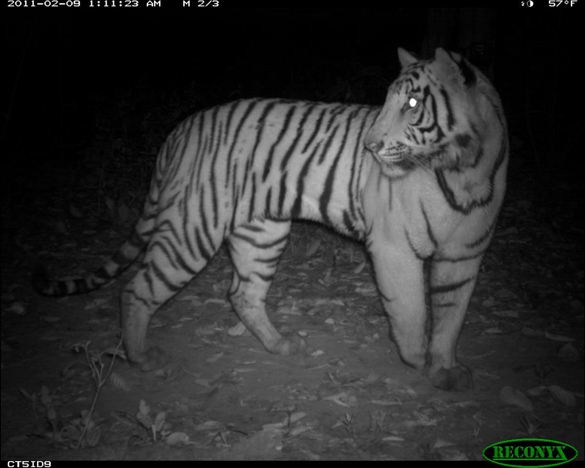 Tiger in camera trap