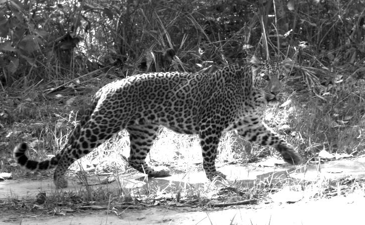 Leopard in Chitwan, Nepal