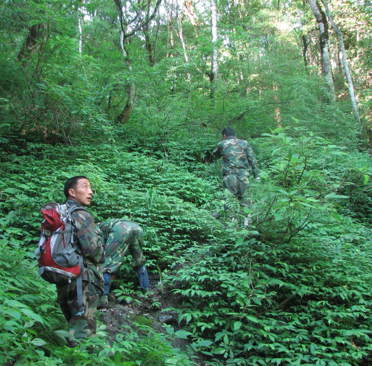 Residents monitoring forests in China's Wolong Nature Reserve