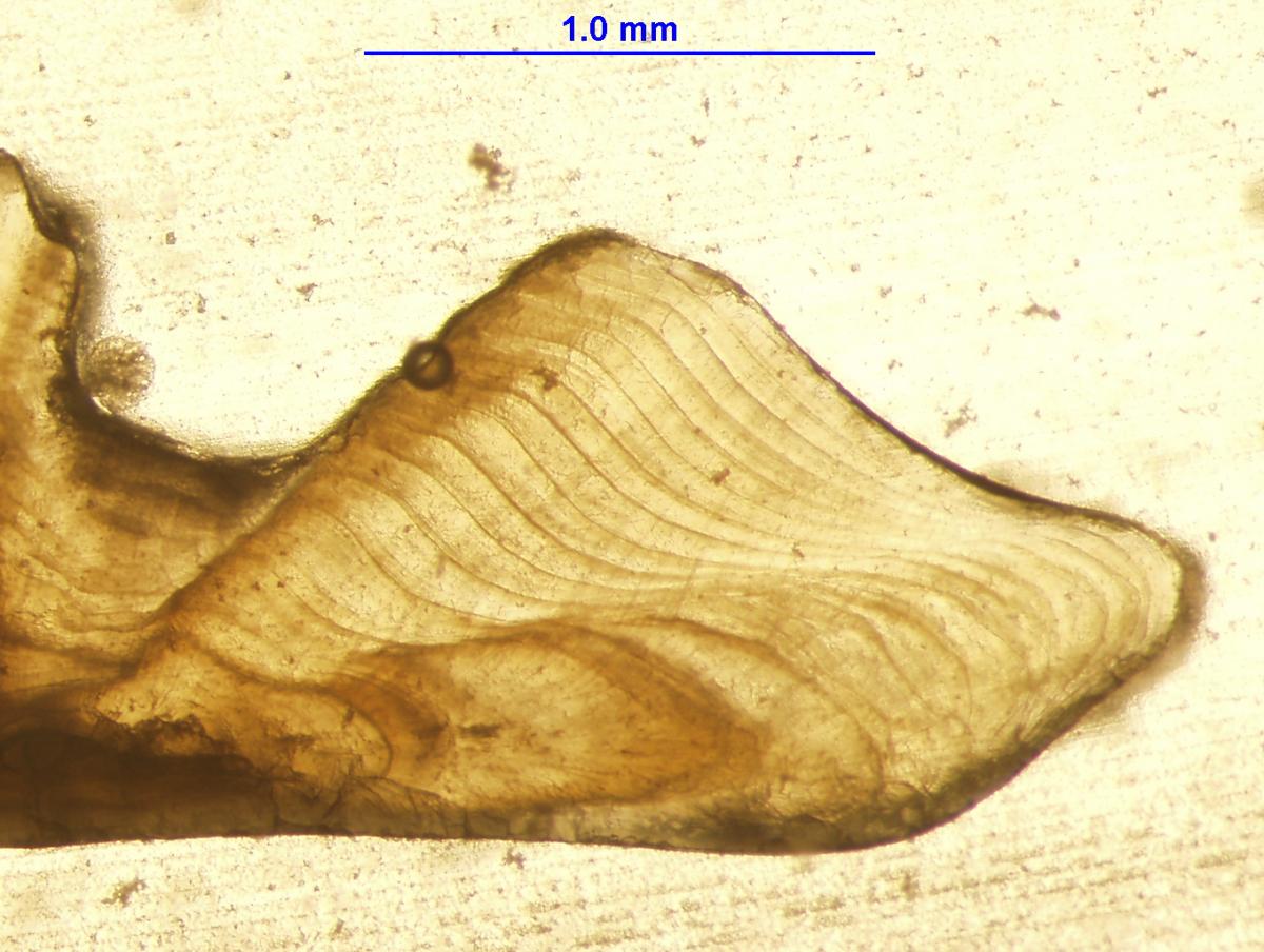 Otolith of a brown trout