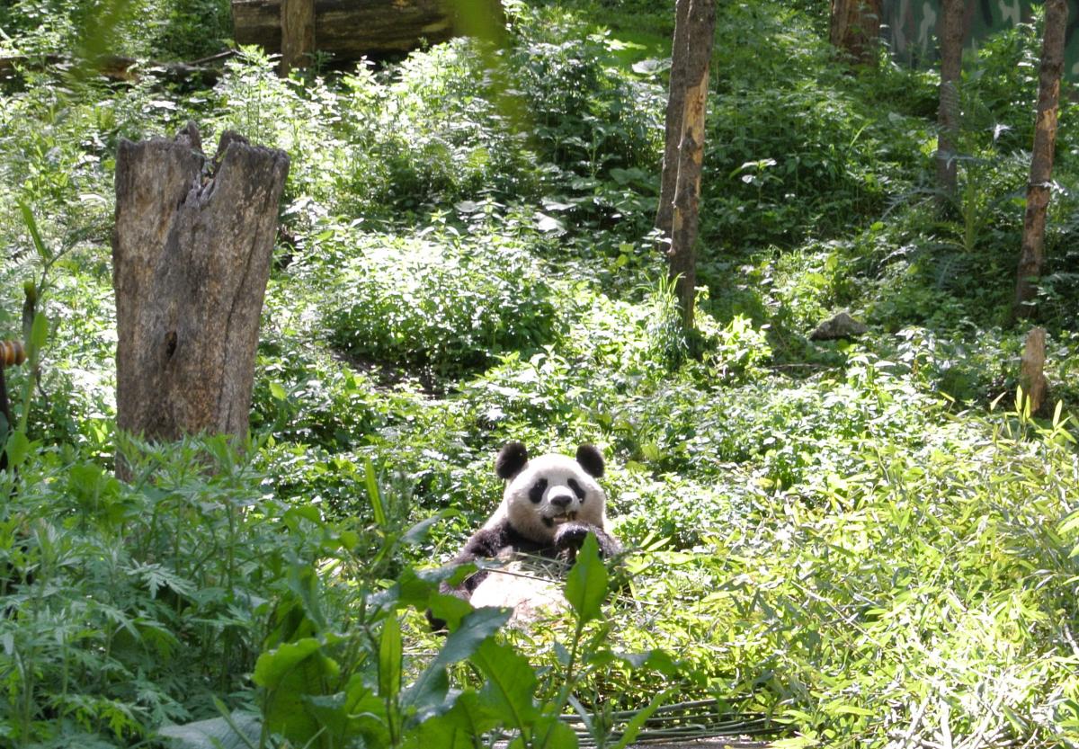 Panda snacking on bamboo in Wolong