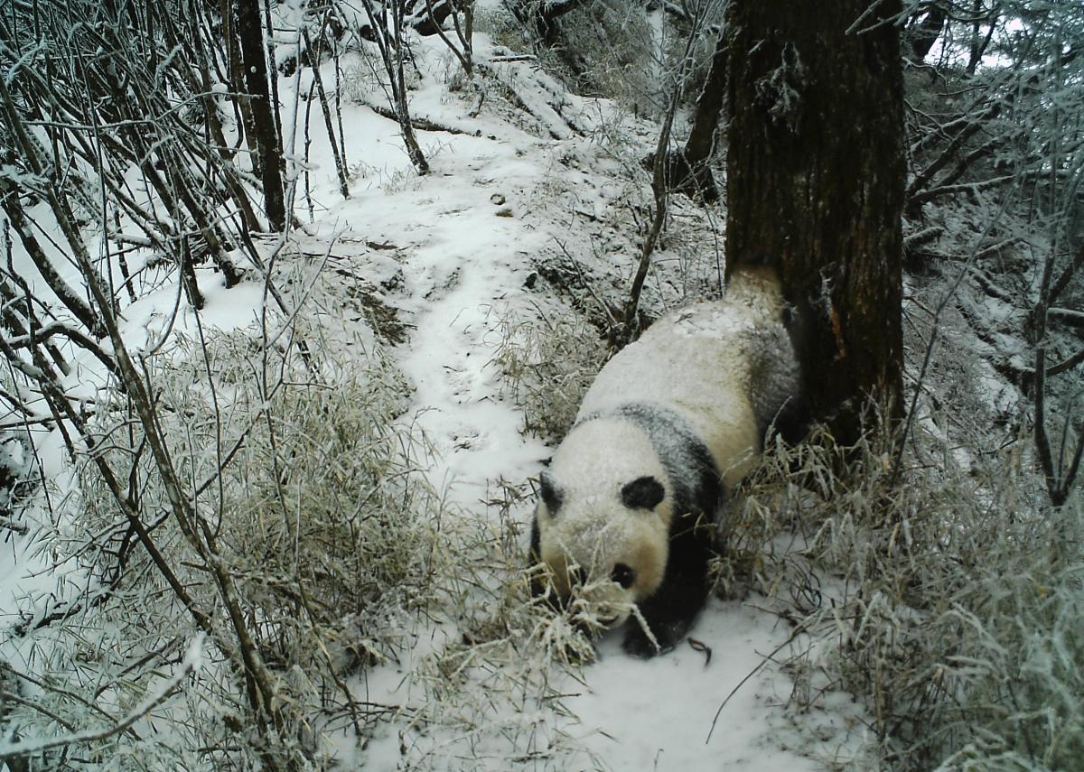 Panda scent marking in Wolong