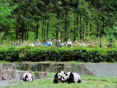 Tourists with pandas in Wolong