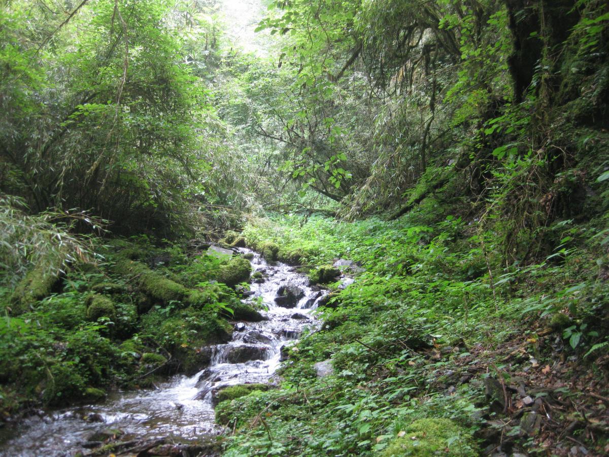 Primary forest in Wolong Nature Reserve