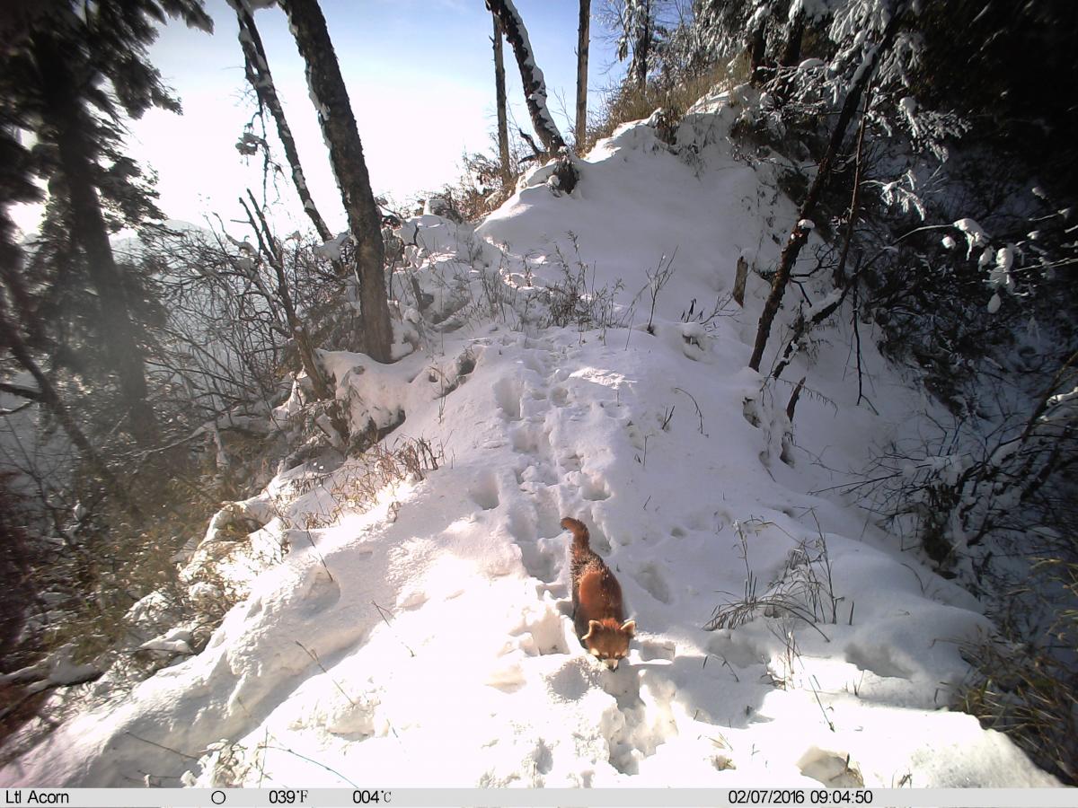 Red panda in the snow