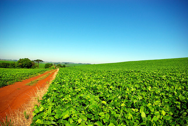 Soybean plantation in Rio Grande do Sul, Brazil