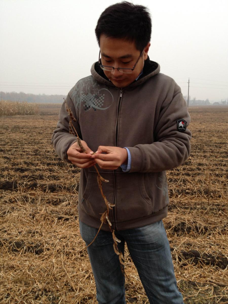 Jing Sun in a soybean field in China