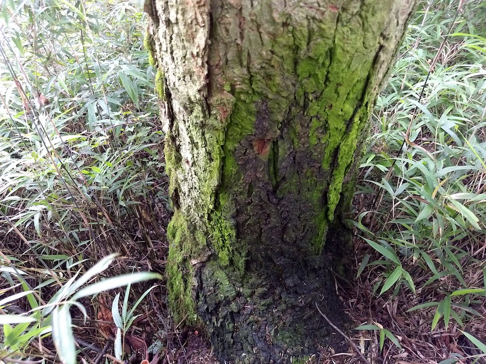 Tree scent-marked by panda