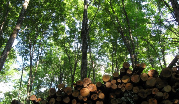 timber management