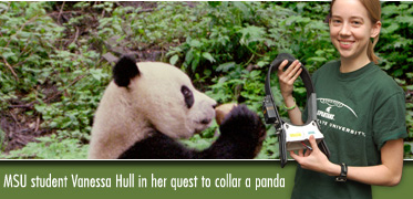 Hull - to catch a panda
