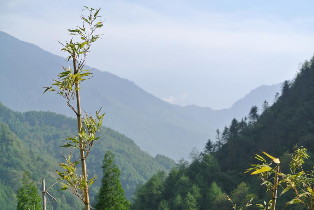 Bamboo stalk in the mountains of the Wolong Nature Reserve