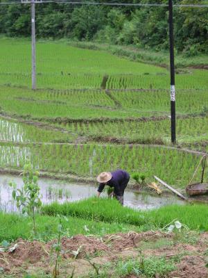 Woman working in rice paddy