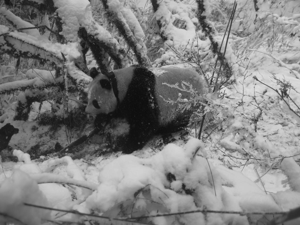 A collared panda in the Wolong Nature Reserve