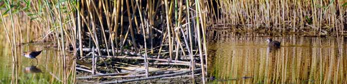 Baillon's crakes